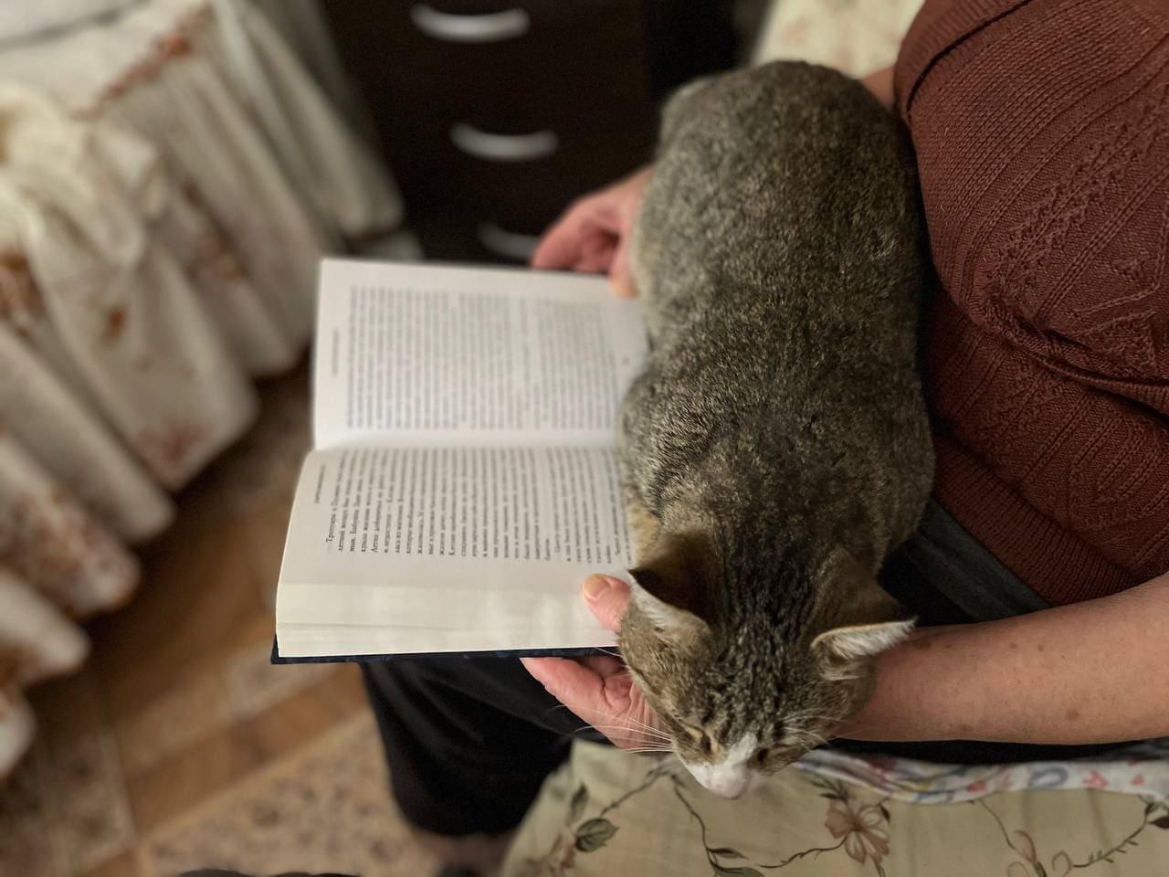 Кот и книга