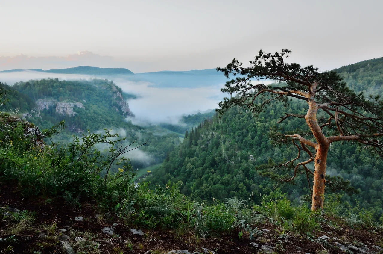 склоны гор покрытые лесами